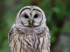 Barred Owl 18