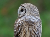 Barred Owl 19