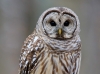 Barred Owl 20