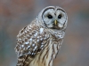 Barred Owl 21