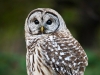 Barred Owl 22