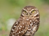 Burrowing Owl 01