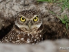 Burrowing Owl 02