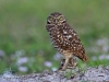 Burrowing Owl 04