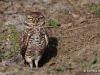 Burrowing Owl 06