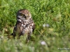 Burrowing Owl 07