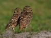 Burrowing Owl 08