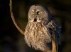 Great Gray Owl 07
