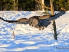 Great Gray Owl 08