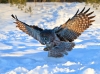 Great Gray Owl 12