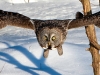 Great Gray Owl 13