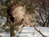 Great Gray Owl 09