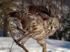 Great Gray Owl 10