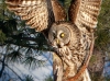 Great Gray Owl 11