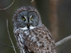 Great Gray Owl 01