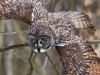 Great Gray Owl 02