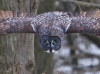 Great Gray Owl 03
