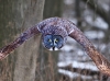 Great Gray Owl 04