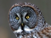 Great Gray Owl 05