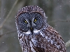 Great Gray Owl 06
