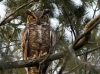 Great Horned Owl 01