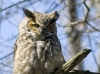 Great Horned Owl 02