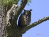 Great Horned Owl 03