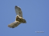 Great Horned Owlet-01