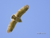 Great Horned Owlet 02