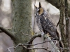 Long Eared Owl 01