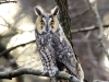 Long Eared Owl 02