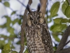 Long Eared Owl 03