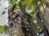 Long Eared Owl 04