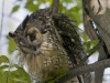 Long Eared Owl-05