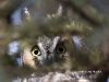 Long Eared Owl 06