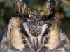 Long Eared Owl 08