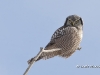 Northern Hawk Owl 01