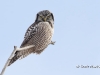 Northern Hawk Owl 02