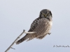 Northern Hawk Owl-03