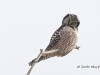Northern Hawk Owl-04