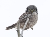Northern Hawk Owl 05