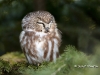 Saw Whet Owl 01