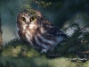 Saw Whet Owl 02