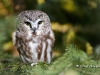 Saw Whet Owl 03