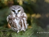 Saw Whet Owl 04