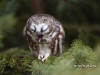 Saw Whet Owl-05