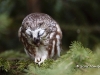 Saw Whet Owl-06