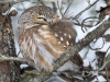 Saw Whet Owl 07