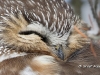 Saw Whet Owl 08