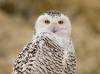 Snowy Owl 02